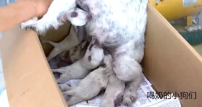 女子下樓倒垃圾,聽到垃圾桶內傳出異響,打開蛇皮袋後破口大罵