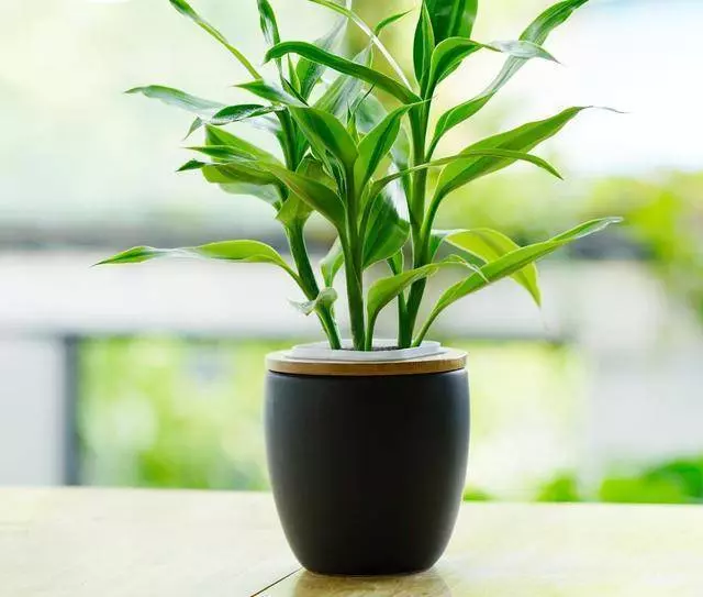 家裡養的富貴竹,一定要放在這裡,才能招財、化煞、保平安