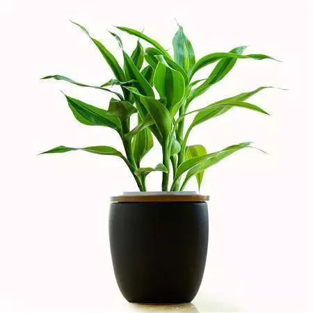 家裡養的富貴竹,一定要放在這裡,才能招財、化煞、保平安