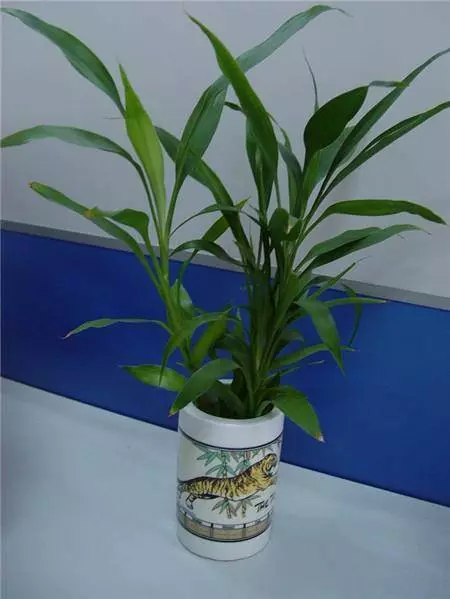 家裡養的富貴竹,一定要放在這裡,才能招財、化煞、保平安