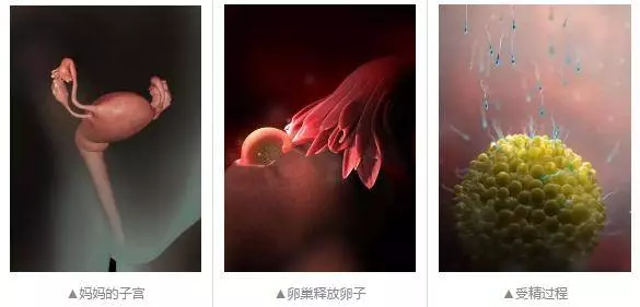 懷胎十月,胎寶寶都在媽媽肚子裡幹嘛呢?跟你說,超忙!