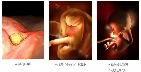 懷胎十月,胎寶寶都在媽媽肚子裡幹嘛呢?跟你說,超忙!