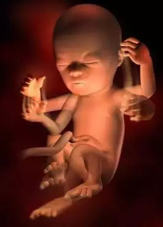 懷胎十月,胎寶寶都在媽媽肚子裡幹嘛呢?跟你說,超忙!