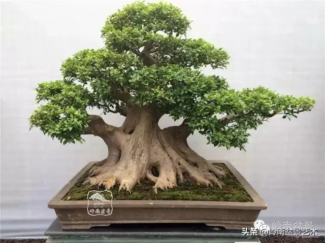 價值600萬的榕樹盆景