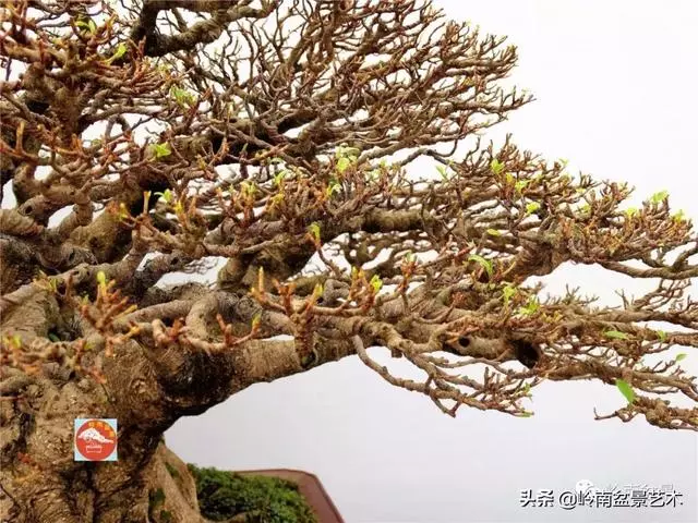 價值600萬的榕樹盆景