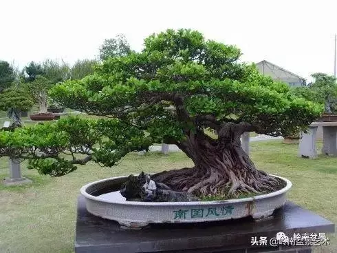 價值600萬的榕樹盆景