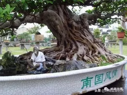 價值600萬的榕樹盆景