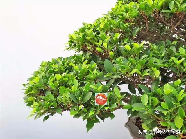 價值600萬的榕樹盆景
