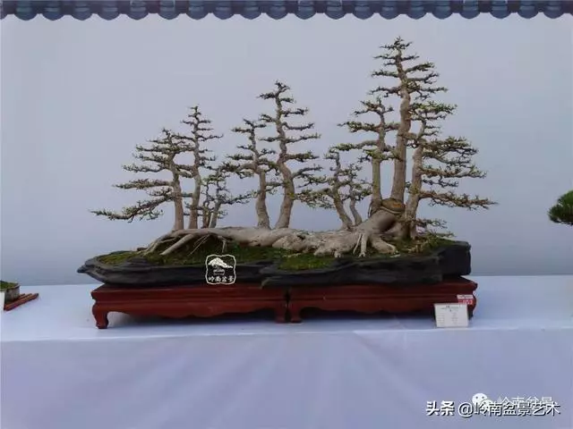 價值600萬的榕樹盆景