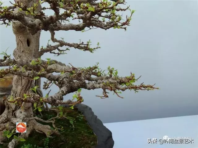 價值600萬的榕樹盆景