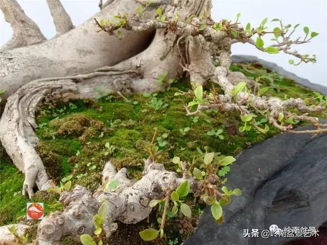 價值600萬的榕樹盆景