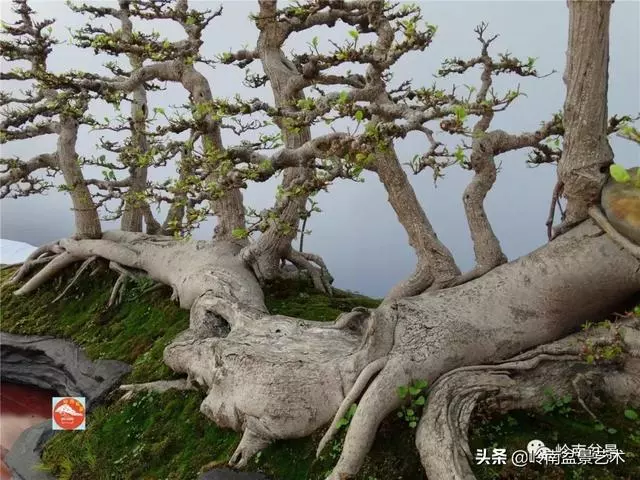 價值600萬的榕樹盆景