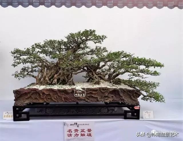 價值600萬的榕樹盆景