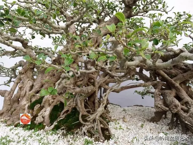 價值600萬的榕樹盆景