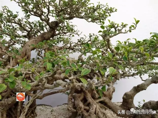 價值600萬的榕樹盆景
