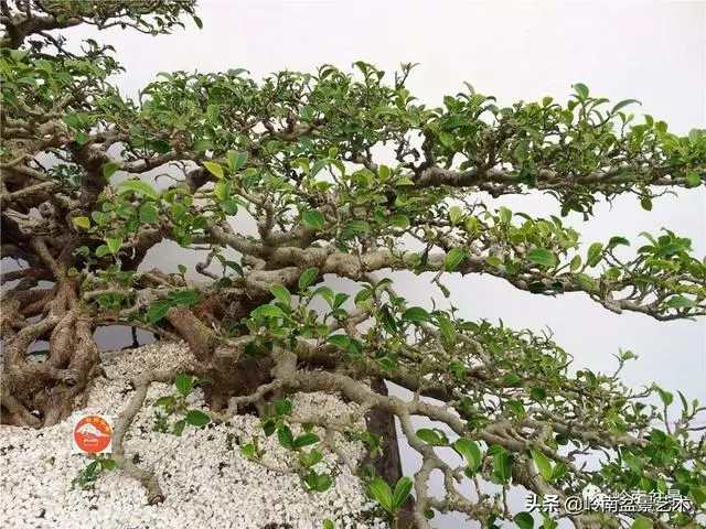 價值600萬的榕樹盆景
