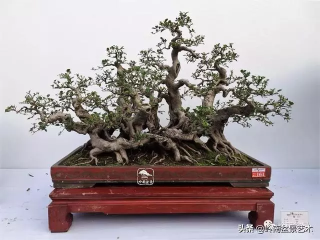 價值600萬的榕樹盆景