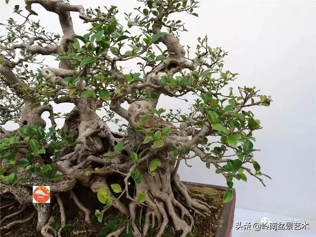 價值600萬的榕樹盆景