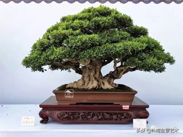 價值600萬的榕樹盆景