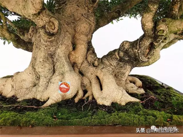 價值600萬的榕樹盆景