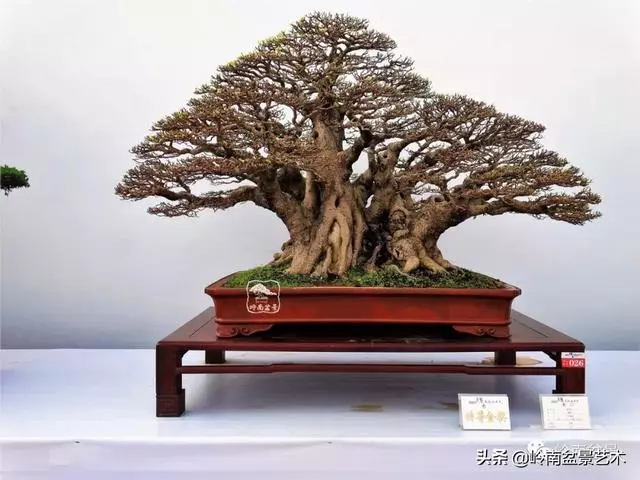 價值600萬的榕樹盆景