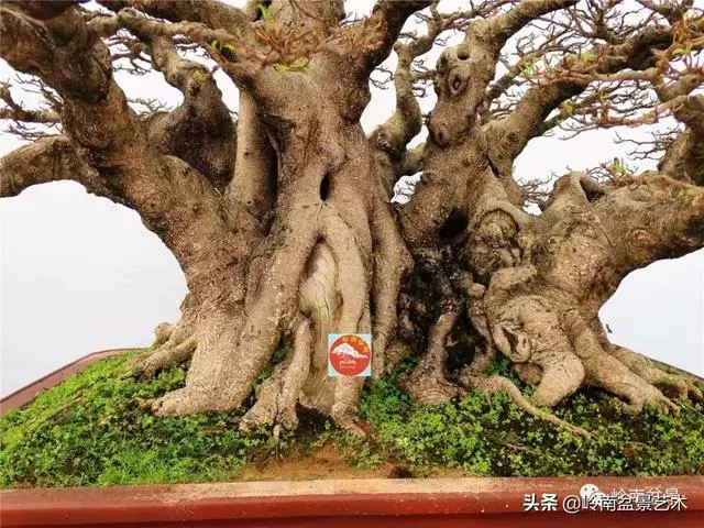 價值600萬的榕樹盆景