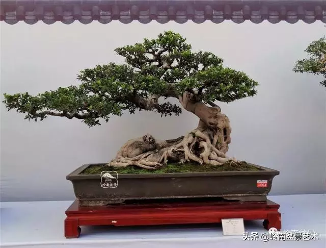 價值600萬的榕樹盆景
