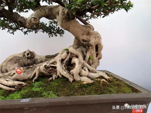 價值600萬的榕樹盆景