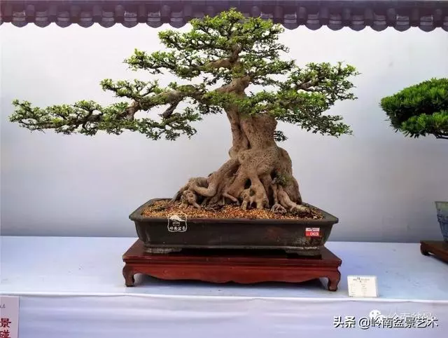 價值600萬的榕樹盆景