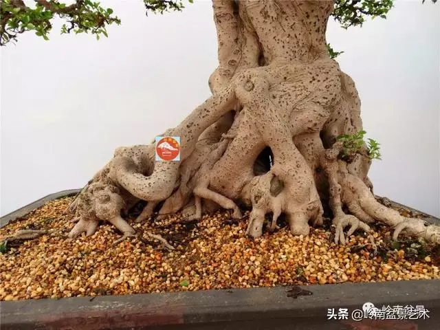 價值600萬的榕樹盆景