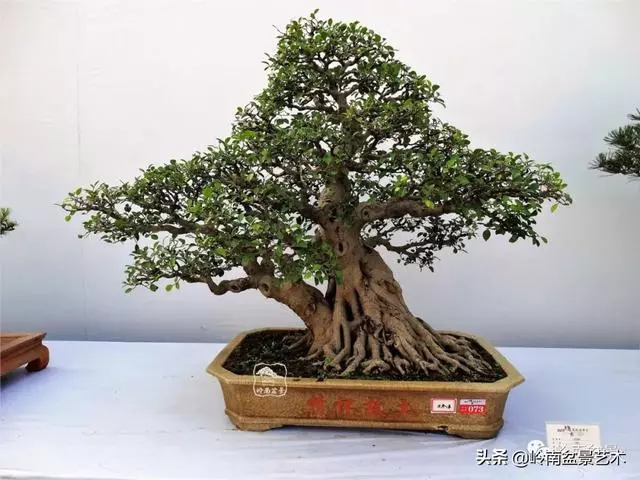 價值600萬的榕樹盆景