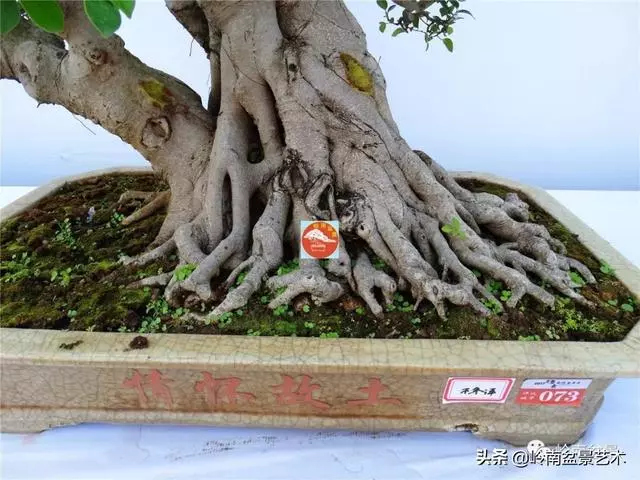 價值600萬的榕樹盆景
