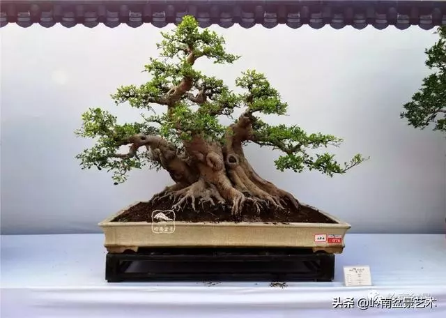 價值600萬的榕樹盆景