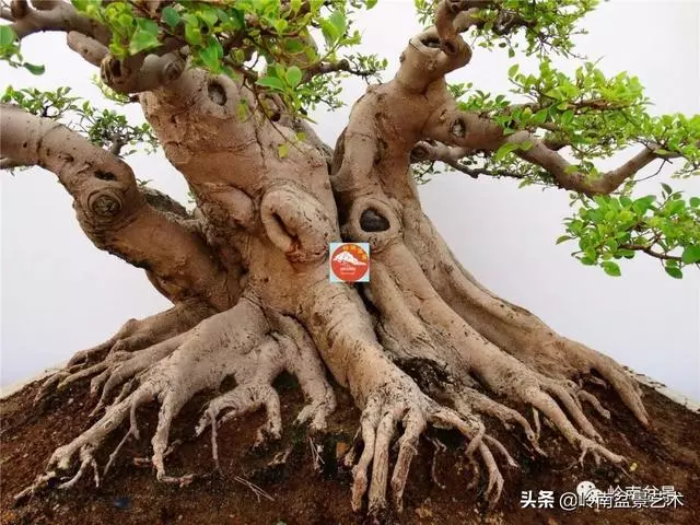 價值600萬的榕樹盆景