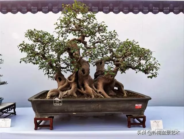 價值600萬的榕樹盆景