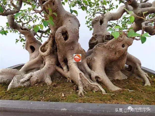 價值600萬的榕樹盆景