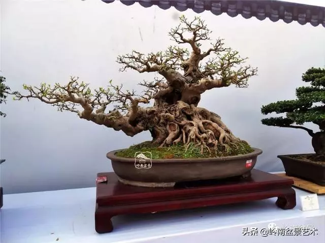 價值600萬的榕樹盆景