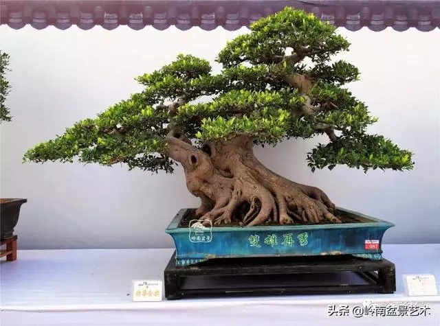 價值600萬的榕樹盆景