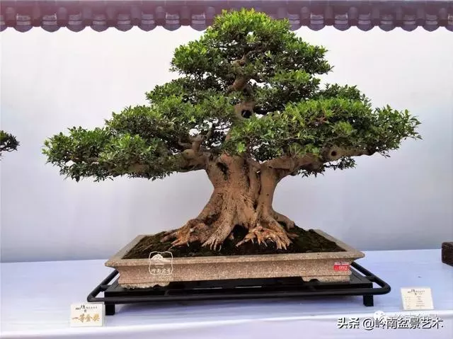 價值600萬的榕樹盆景