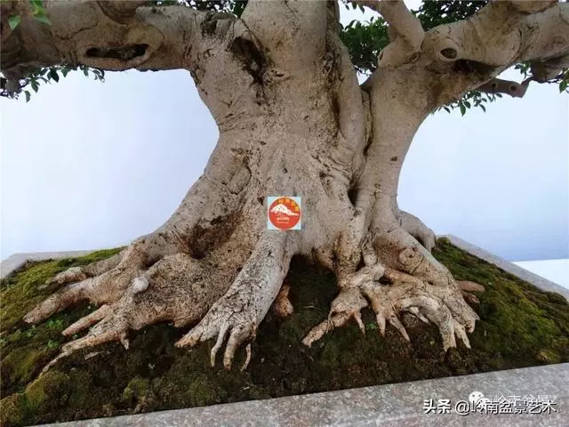 價值600萬的榕樹盆景
