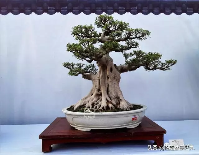 價值600萬的榕樹盆景