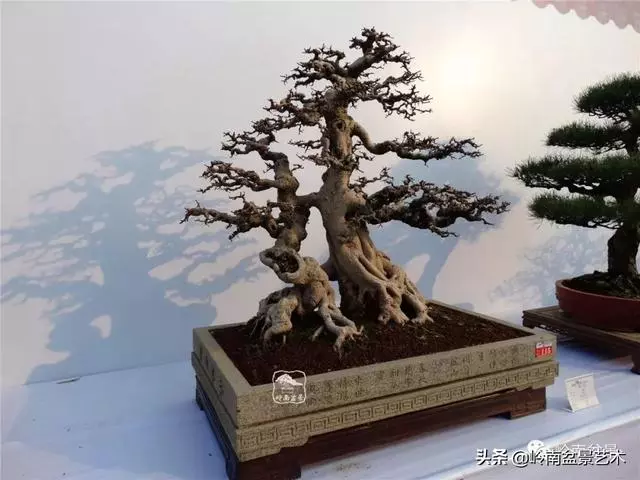 價值600萬的榕樹盆景