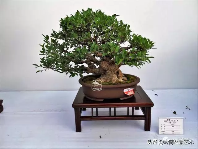 價值600萬的榕樹盆景