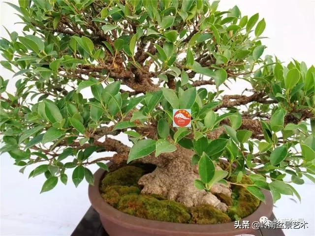 價值600萬的榕樹盆景