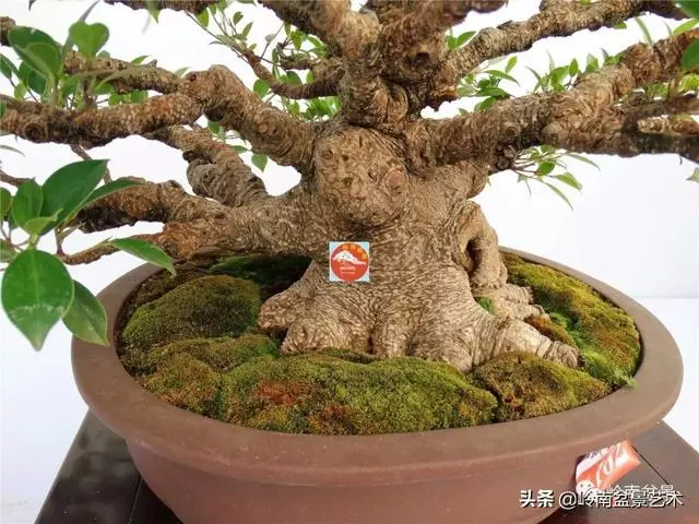 價值600萬的榕樹盆景