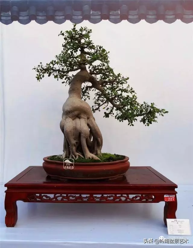 價值600萬的榕樹盆景