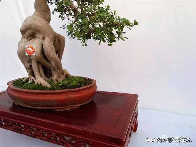 價值600萬的榕樹盆景