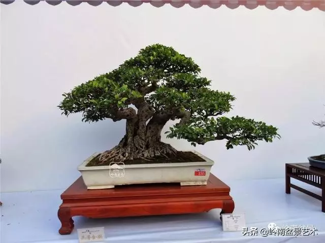 價值600萬的榕樹盆景