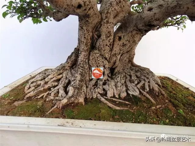 價值600萬的榕樹盆景
