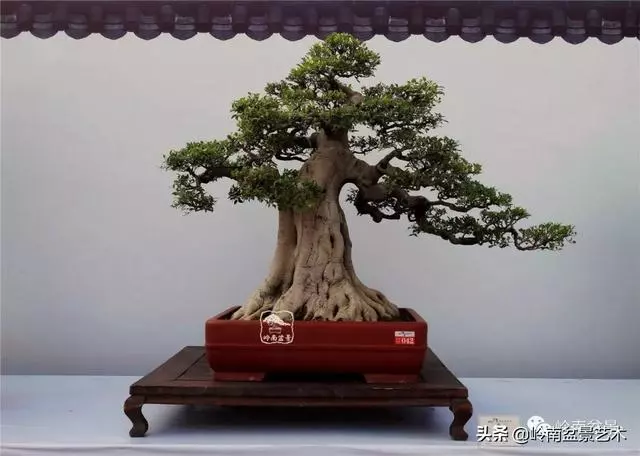 價值600萬的榕樹盆景